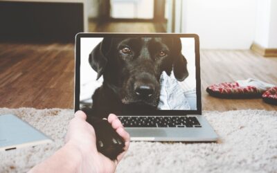 Få en hund, så du kan tage et meningsfuldt afbræk fra digital marketing